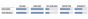 Schwalbe G-One Speed RaceGuard TLE 29-Inch Tubeless Tyre